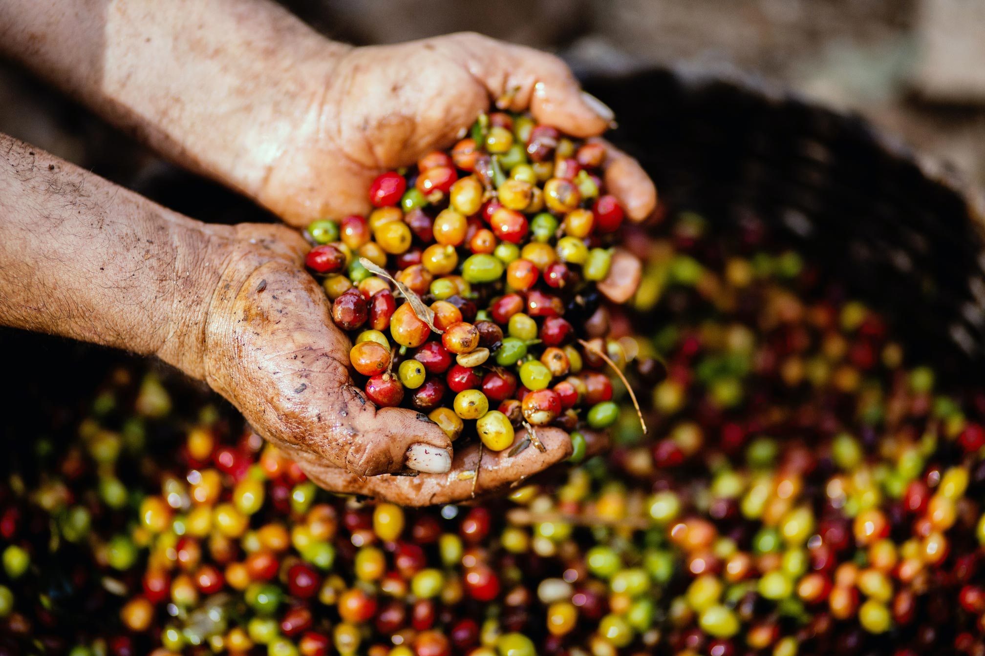 Frisch geerntete Kaffeekirschen, der Ursprung unseres hochwertigen Kaffees, direkt von der Plantage - erlebe die Qualität und Vielfalt in unserer Kaffeerösterei